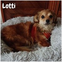 Lotti